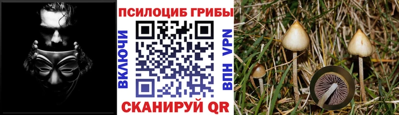 Псилоцибиновые грибы Psilocybe  Курск 